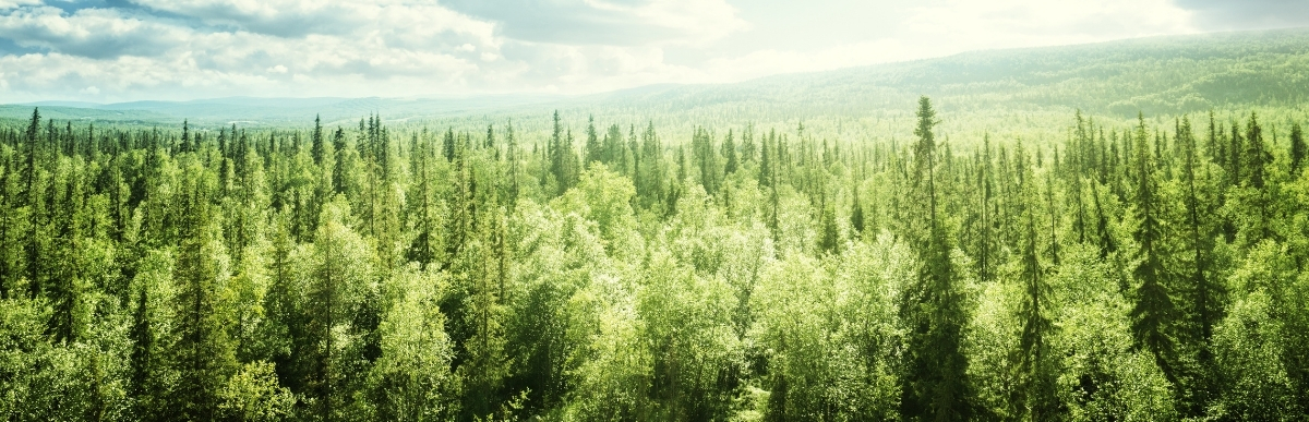 Grüner Wald mit einem fernen Horizont